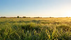 Bright golden morning sunlight flooding across a dew-covered meadow under a clear blue sky, evoking God's mercies new every morning and hope after failure